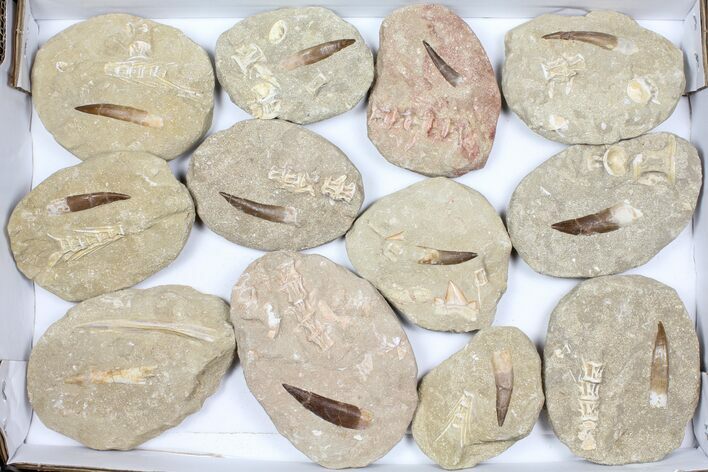 Flat: Real Fossil Plesiosaur Teeth In Matrix - Pieces #98229